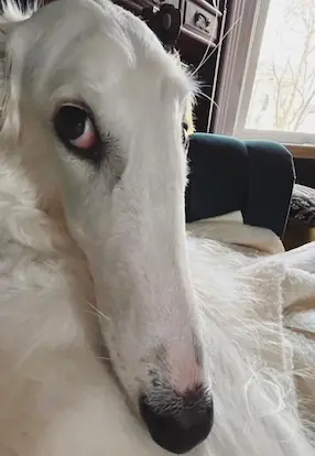 borzoi